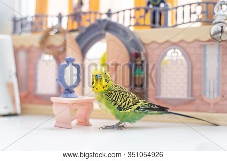 Funny Budgerigar. Cute Green Budgie A Parrot Sits On Window Sill Near A Toy Castle And Plays With A 