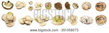 Shelf Fungus, Bracket Fungus Collection Isolated On The White Background.