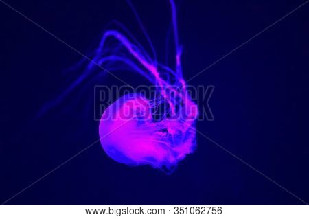 Pacific Sea Nettle Chrysaora Fuscescens , Or West Coast Sea Nettle, Is A Common Planktonic Scyphozoa