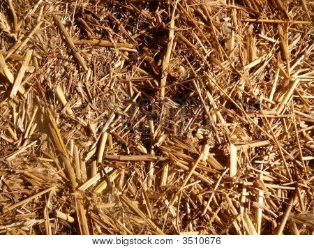 Hay