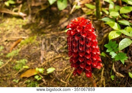 View Of Red Flower Of Tapeinochilos Ananassae