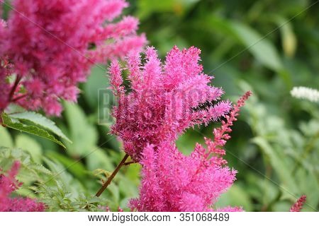 Pink Astilba Japanese In The Garden Close Up