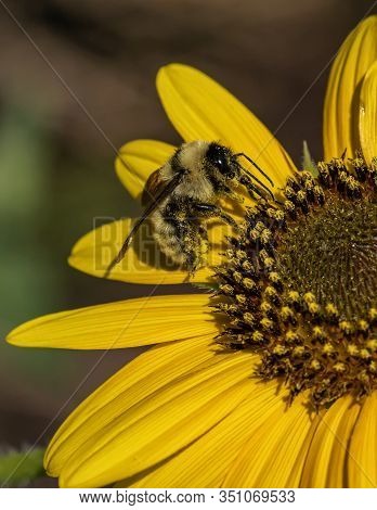Honey Bee Pollinating A Yellow Flower In Arvada, Colorado