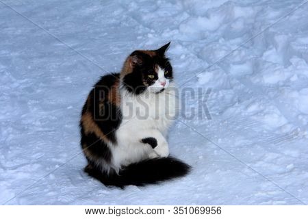 A Sterile Stray Dog In The Snow. Mongrel In The Winter In The Cold.
