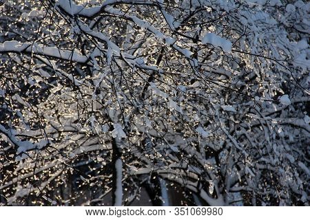 Tree Branches In A Cap Of Snow And Ice Illuminated By The Sun.