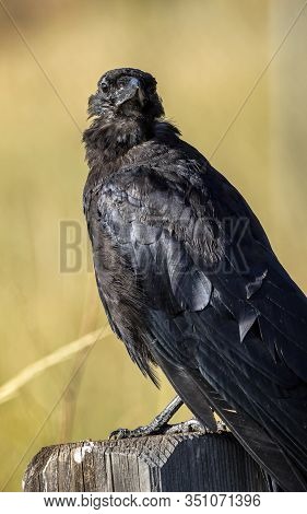 Balding Crow Eyeballing The Viewer Perched On A Fence Post