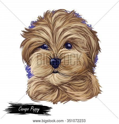 Cavapoo Digital Art Illustration Of Cute Canine Animal Of Beige Color. Cavoodle Or Crossbreed Dog, O