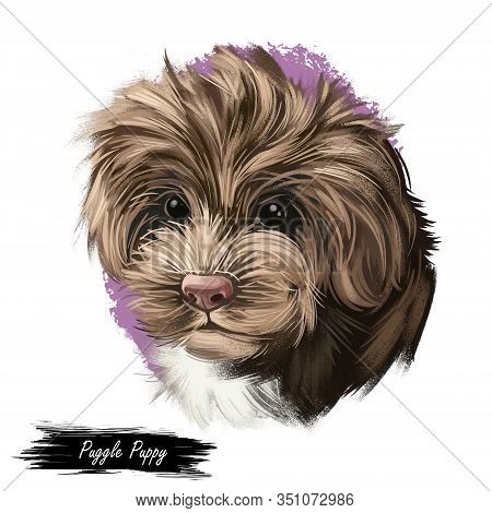 Sproodle Digital Art Illustration Of Cute Dog Muzzle Isolated On White. Crossbreed Of Poodle And Eng