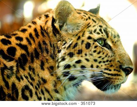 Profilo di leopardo