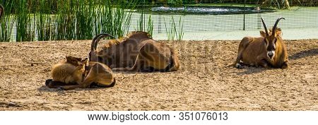 Group Of Roan Antelopes Resting Together, Tropical Animal Specie From The Savanna Of Africa