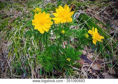 Adonis Vernalis, Known As Pheasants Eye, Spring Pheasants Eye, Yellow Pheasants Eye And False Helleb