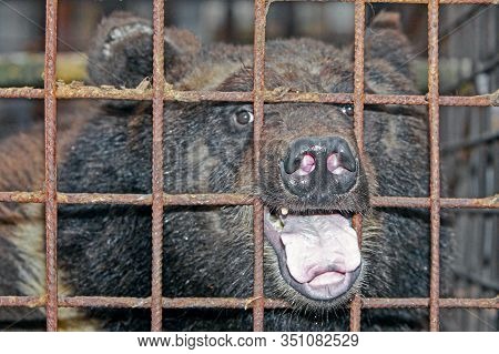 Brown Bear Stuck Its Snout Out Of A Metal Cage, Animal Abuse, Bear In Captivity, Close- Up