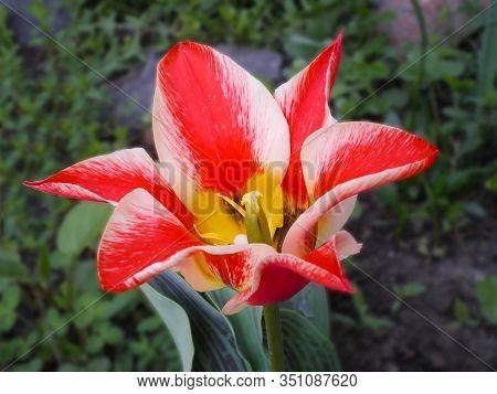 Beautiful Red With White Stripes Tulip Flower Of Graig Pinocchio Variety On A Blurred Background