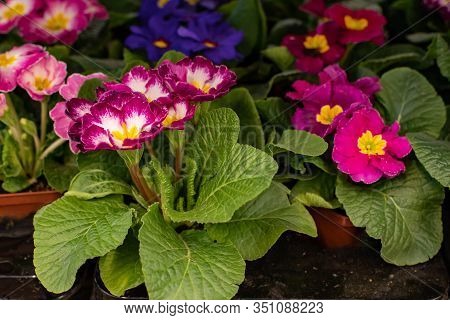 Primrose Primrose Blossom, Red Burgundy Maroon Cultivated Primrose Flowering Bush. Natural Fresh Pri