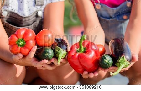 Healthy Lifestyle. Farmers Hold Peppers Eggplants And Cucumbers. Farmer Presenting Organic Homegrown