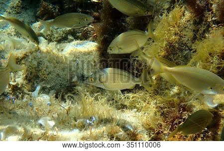 Salema Porgy Saltwater Dreamfish - Sarpa Salpa