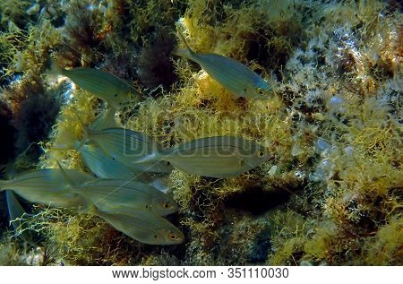 Salema Porgy Saltwater Dreamfish - Sarpa Salpa