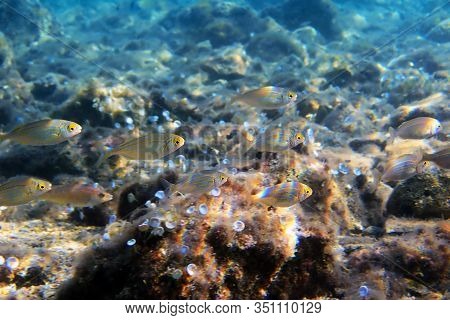 Salema Porgy Saltwater Dreamfish - Sarpa Salpa