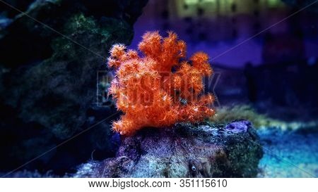 Orange Soft Scleronephtya Coral. - Dendronephtya Sp.