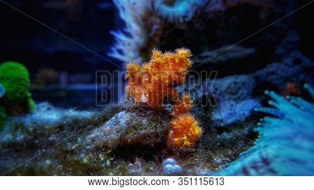 Orange Soft Scleronephtya Coral. - Dendronephtya Sp.