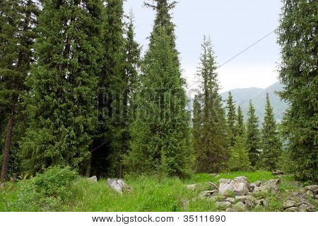 Alpine Wälder