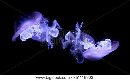 Upside Down Jellyfish On Black Background,scientific Name Is Cassiopea Andromeda.