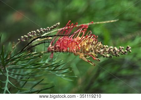 Framed As A Close Up With A Narrow Depth Of Field, This Pink, Grevillia Flower Is In Focus Behind Th
