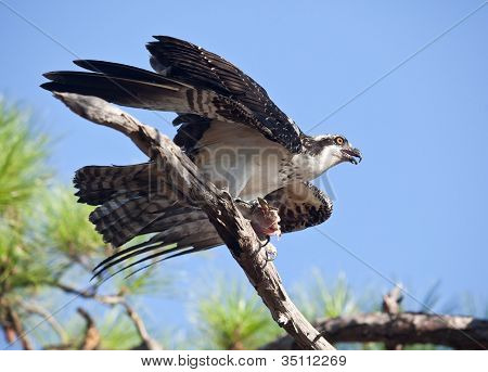 Osprey kalaa puun oksa