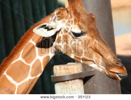 Giraffa conficca fuori la lingua