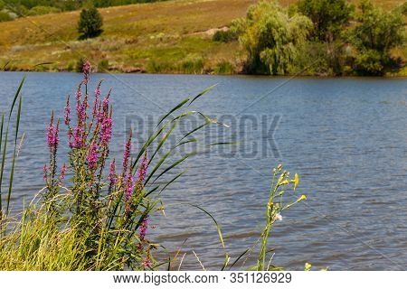 Purple Loosestrife (lythrum Salicaria) Flowers On A Lakeshore