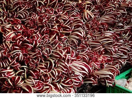 Red Chicory Called Radicchio Tardivo In Italian Language For Sale At Market In Northern Italy