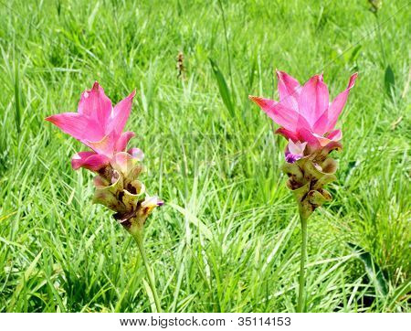 Siam Tulip o Patumma
