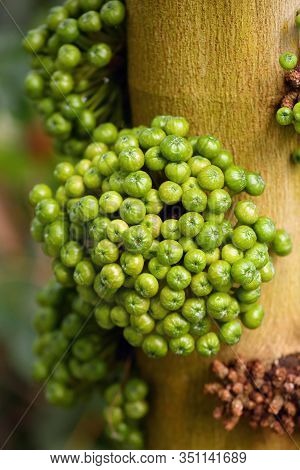 An Unspecified Species Of Fig Tree.ficus Is A Genus Of About 850 Species Of Woody.