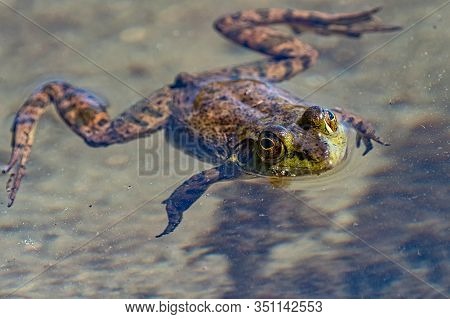 A Green Frog Is Floating On The Surface Of The Muddy Water. Sproat Lake Provincial Park, Vancouver I