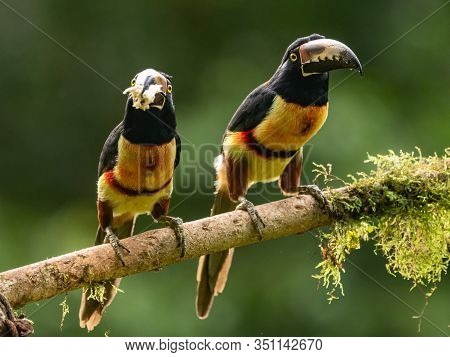 Toucan Collared Aracari, Pteroglossus Torquatus, Bird With Big Bill. Toucan Sitting On The Moss Bran