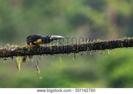 Toucan Collared Aracari, Pteroglossus Torquatus, Bird With Big Bill. Toucan Sitting On The Moss Bran