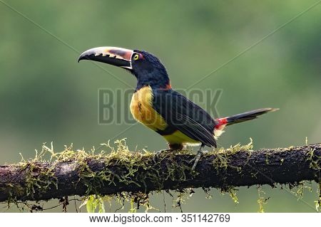 Toucan Collared Aracari, Pteroglossus Torquatus, Bird With Big Bill. Toucan Sitting On The Moss Bran