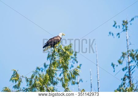 White-tailed Sea Eagle In A Tree, Blue Sky Background