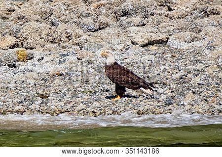 One White-tailed Sea Eagle, Standing On The Stone-strewn Beach, Vancouver Island