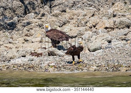 Two White-tailed Sea Eagles, Standing On The Stone-strewn Beach, Vancouver Island