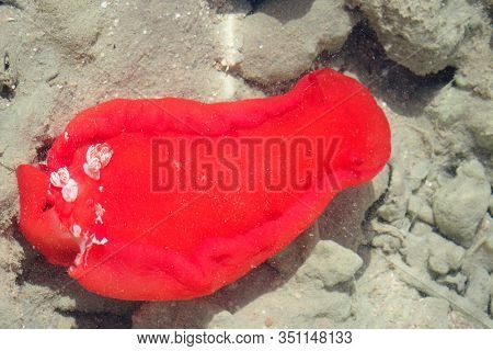 Red Sea Slug From The Egypt