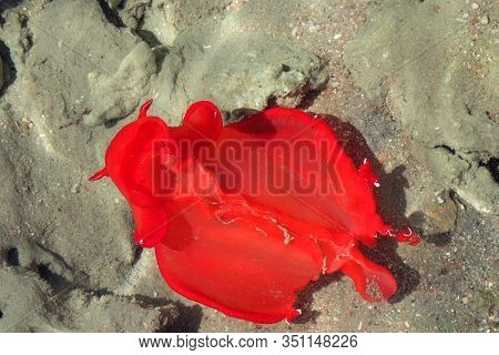 Red Sea Slug From The Egypt