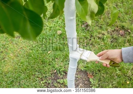 Whitewashing The Trunk Of A Young Apple Tree. Hand With A Brush Covering The Tree With White Paint T
