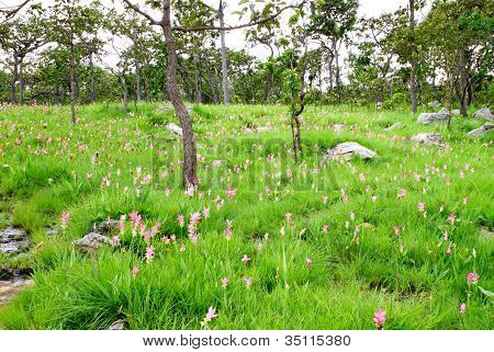 Siam Tulip o Patumma campo