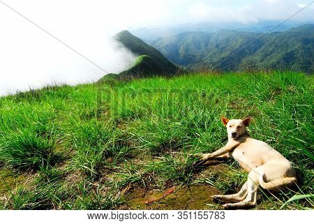 The Little Dog Is Repose On The Top Of Khao Chang Phueak.
Which Is The Third Highest Peak In Kanchan