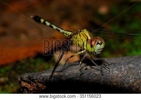 Dragonflies Close Up On Beautiful Background.
Adult Dragonflies Are Characterized By Large, Multifac