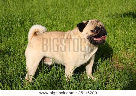 Mopsz kutya