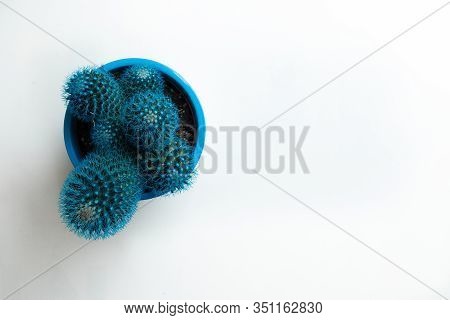 Little Turquoise Cactus On A White Marble Background. Copy Space. Houseplants Concept.