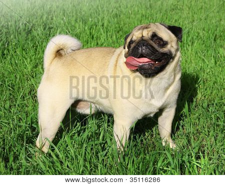 Mopsz kutya