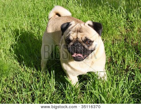 Mopsz kutya